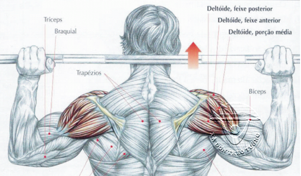 Cơ tay sau (Triceps)